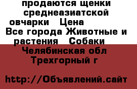 продаются щенки среднеазиатской овчарки › Цена ­ 30 000 - Все города Животные и растения » Собаки   . Челябинская обл.,Трехгорный г.